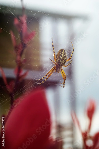 Fototapeta Spider in a web on a bush in front of the house. Spider web in a red bush in the garden. Closeup of a garden spider shot after the rain.