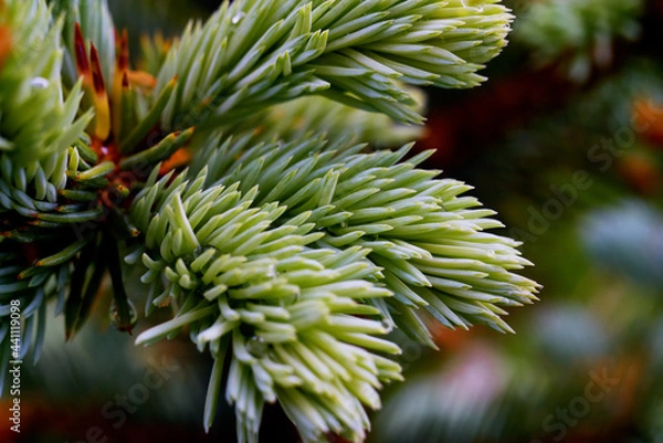 Fototapeta Christmas tree branches shot up close in the garden after the rain. Foliage of an evergreen conifer growing outdoors.