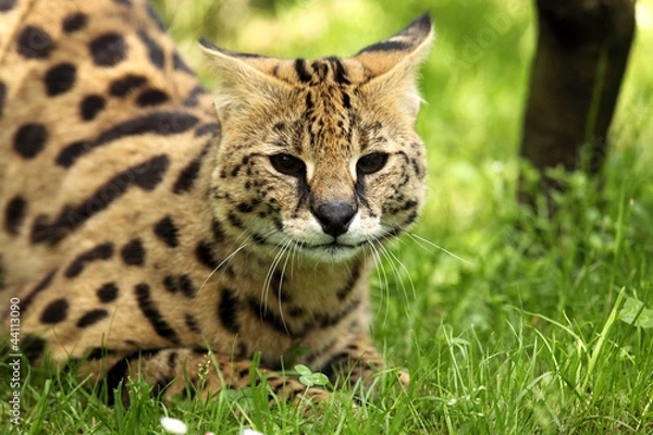 Obraz serval (Leptailurus serval) 