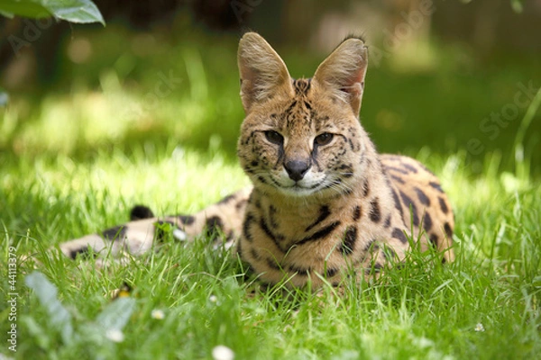 Obraz serval (Leptailurus serval)