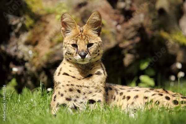Obraz serval (Leptailurus serval) 