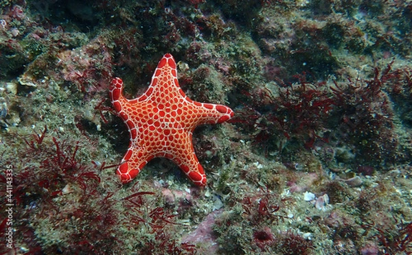 Obraz starfish on a reef