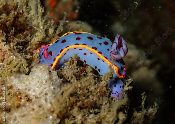 Obraz red sea anemone