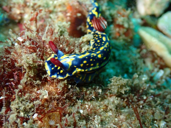 Obraz red sea anemone