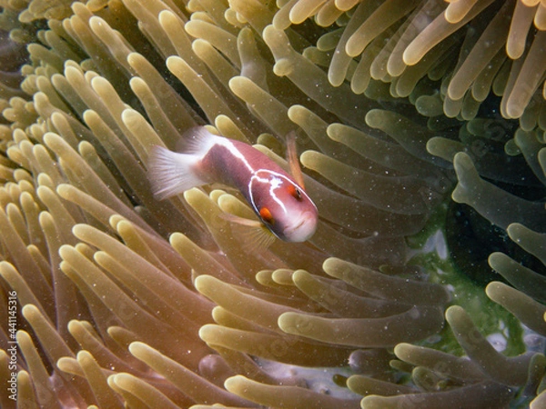 Obraz fish in anemone