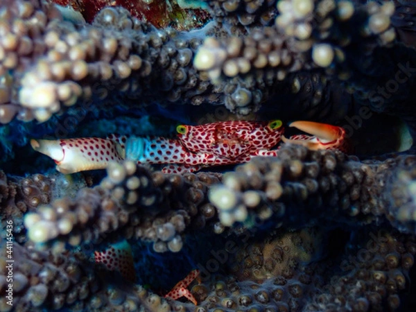 Obraz octopus in aquarium