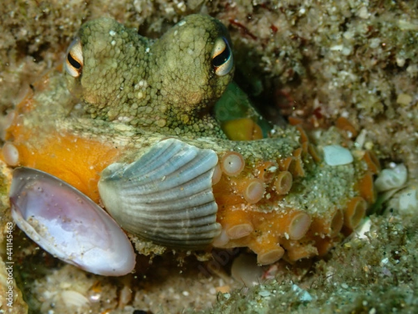 Obraz crab on the beach
