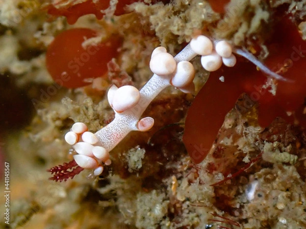 Obraz red sea anemone