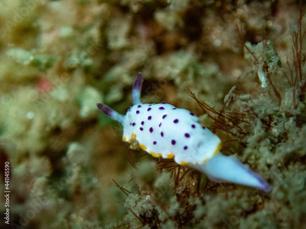 Obraz octopus on coral
