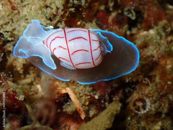 Obraz red sea anemone