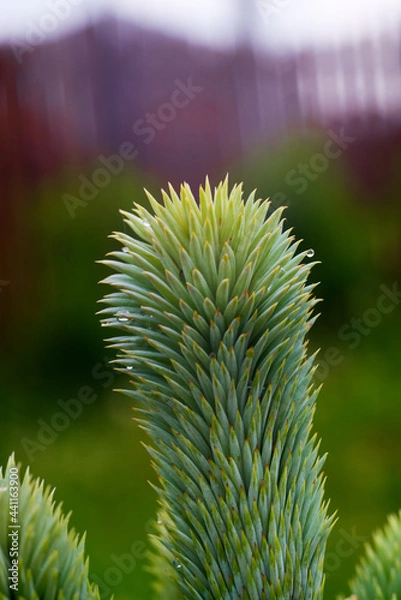 Fototapeta Isolated Christmas tree branch in the garden. Evergreen tree shot after the rain outdoors. Closeup of a pine tree branch.