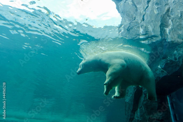 Obraz 泳ぐホッキョクグマ