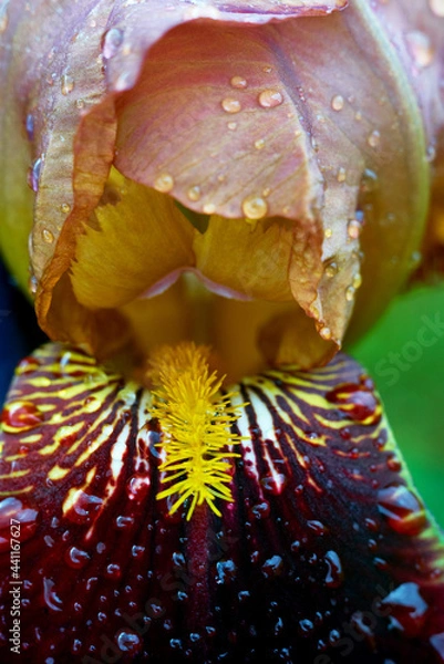 Fototapeta Closeup of iris leaves shot in the garden after the rain. Vivid coloured flower leaves shot close with visible raindrops.