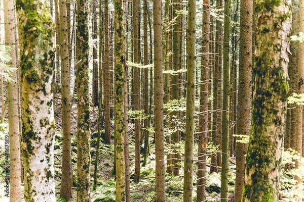 Fototapeta View into the forest