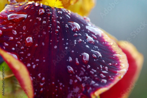Fototapeta Iris flower leaf shot up close with visible raindrops. Beautiful violet petal in the garden after the rain.