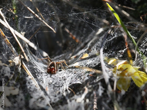 Obraz Come into my parlour