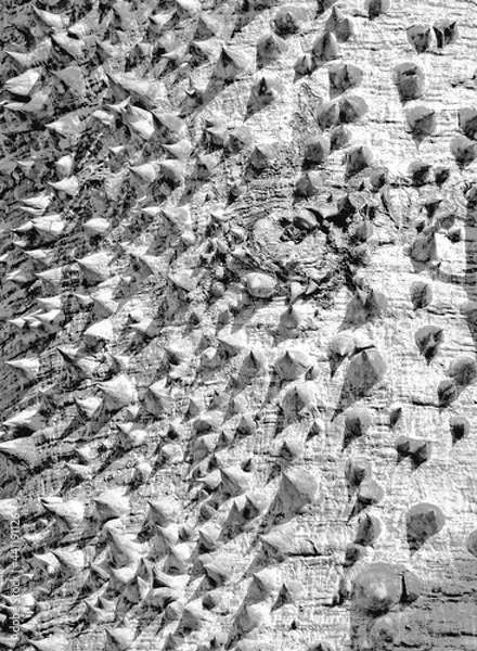 Obraz abstract thorny ceiba trunk texture 