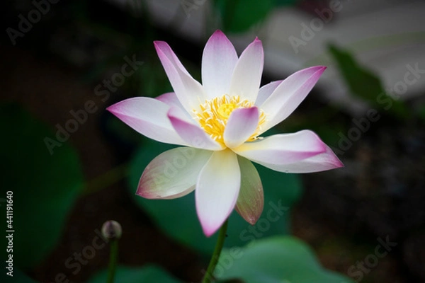 Fototapeta 縁取りのある蓮