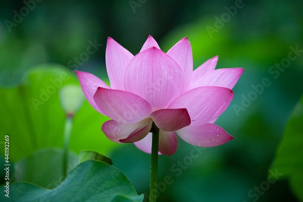 Fototapeta 赤い蓮