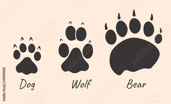 Fototapeta Illustration of a comparison the paws of a wolf, a bear and a dog. Educational interesting infographics showing the visual differences between a domestic dog and wild animal tracks.