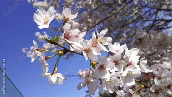 Obraz 桜の花