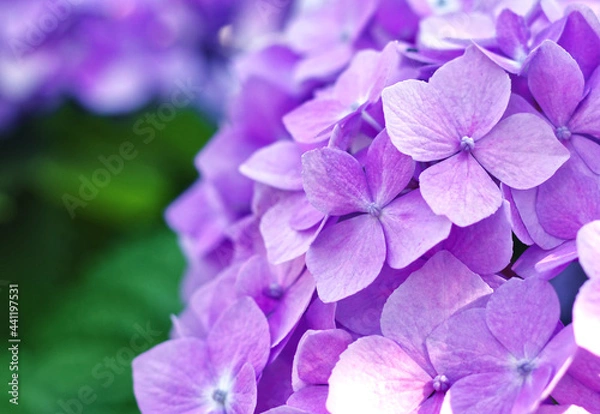 Obraz Purple Hydrangea Flower Bunch Close Up