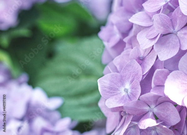 Fototapeta Violet Hydrangea Flower With Leaves in the Background
