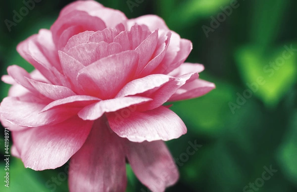 Obraz Coral Pink Ranunculus Flower on a Deep Green Background