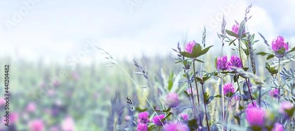 Obraz Natural summer background with clover wildflowers in a meadow with rays of the morning sun with blurred focus.