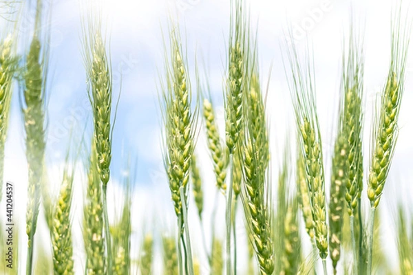 Obraz Green field with spikelets of wheat on a background of blue sky.
