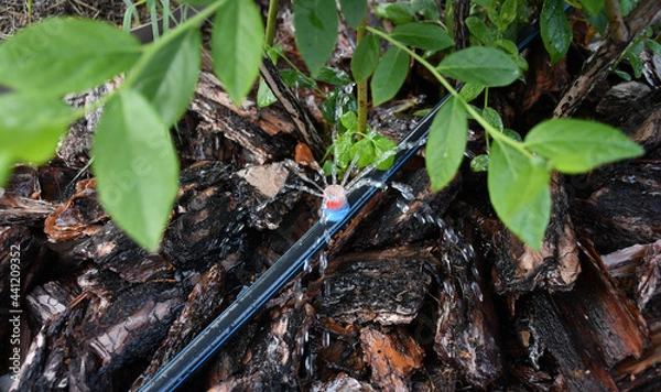 Fototapeta Drip irrigation. The photo shows the irrigation system in a raised bed. Blueberry bushes sprout from the litter against drip irrigation