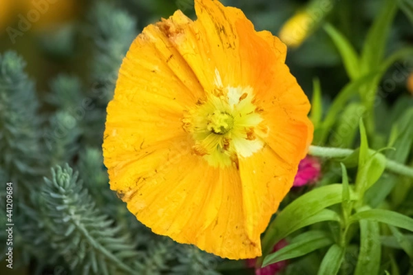 Obraz Yellow flower in the sunshine