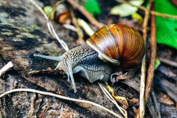 Obraz snail on leaf