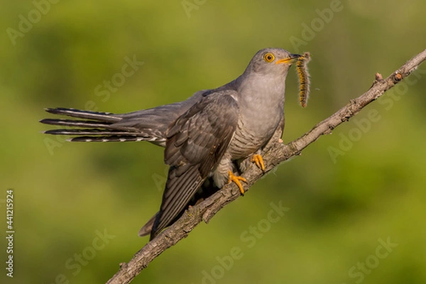 Obraz common cuckoo