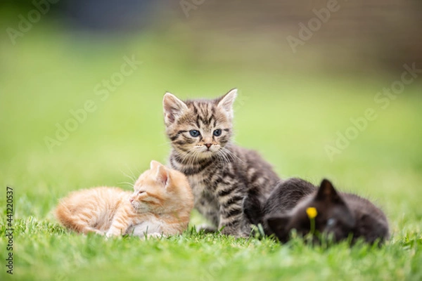 Fototapeta Three kittens playing and lying in the garden on the grass or curiously watching what is going on.