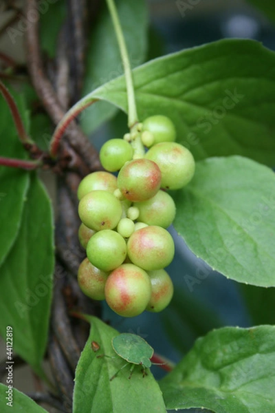 Obraz Лимонник