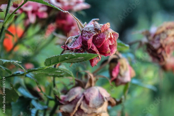 Obraz Autunno a luglio