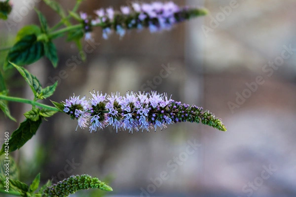 Obraz Fiori di menta