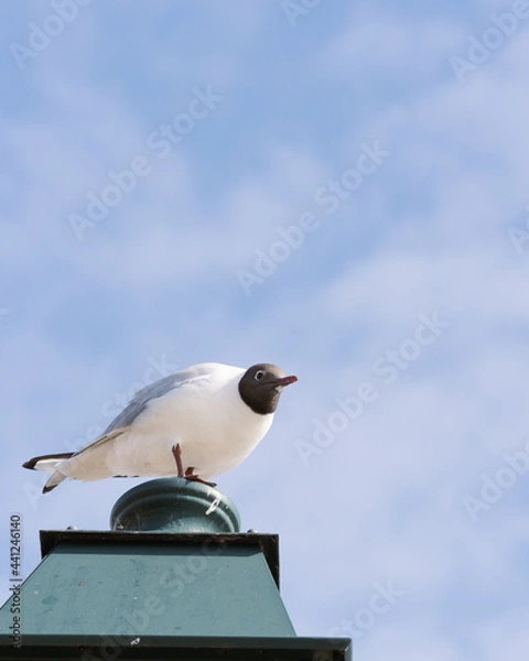 Obraz seagull lurking 