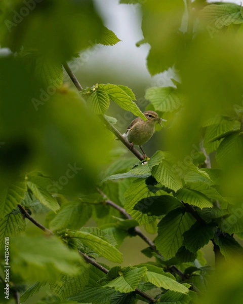Obraz Bird eating fly