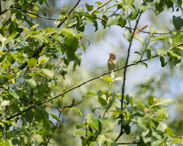 Obraz Bird watching you 
