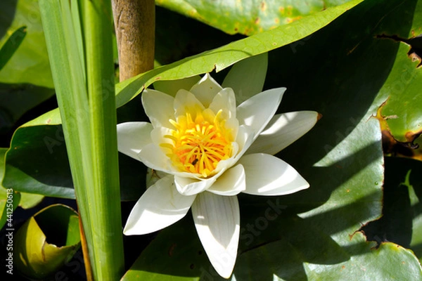 Obraz white water lily