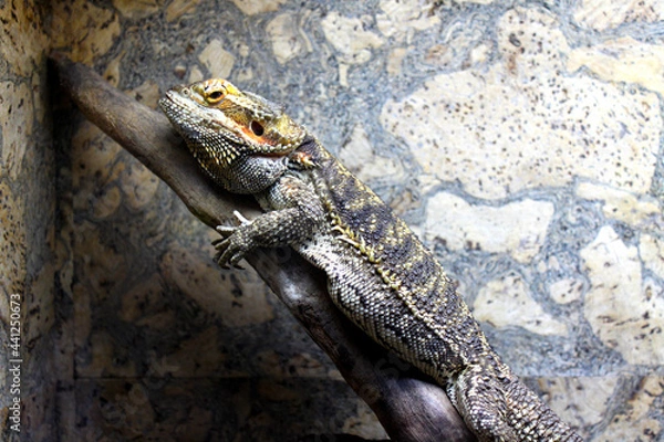 Obraz lizard on a tree