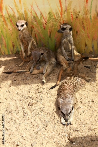 Obraz meerkat on the lookout