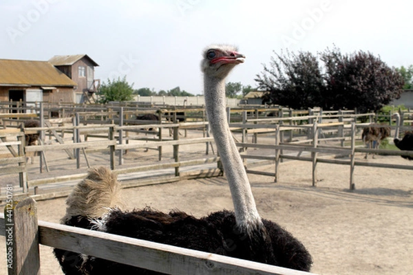 Obraz ostrich on the farm