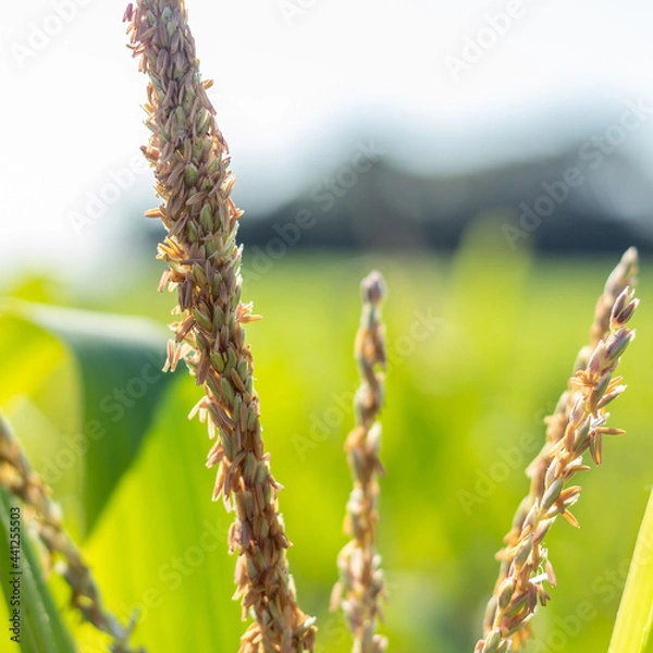 Obraz Corn leaf,.