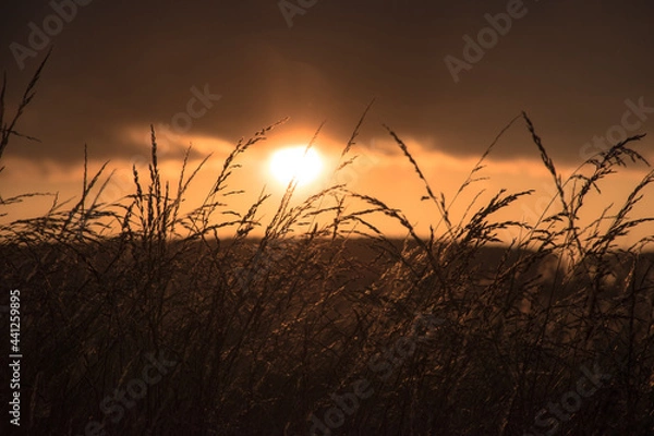 Obraz sunset in the field