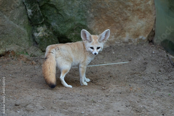 Obraz Fennec - Vulpes zerda - detail on animal from close distance