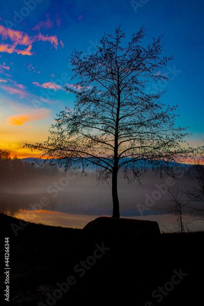 Obraz tree at sunset