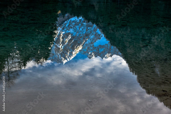 Obraz fish in aquarium